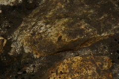 Pseudacris cadaverina