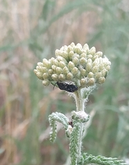 Heteroptera
