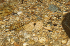 Pseudacris cadaverina