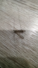 Tipuloidea