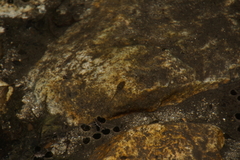 Pseudacris cadaverina