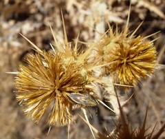 Maccevethus corsicus