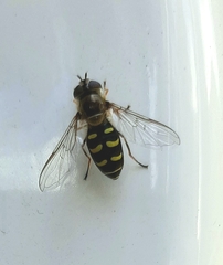 Lapposyrphus