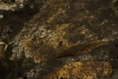 Pseudacris cadaverina