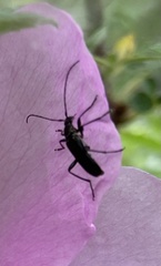 Grammoptera subargentata