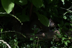 Sciurus carolinensis