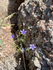 Campanula reverchonii