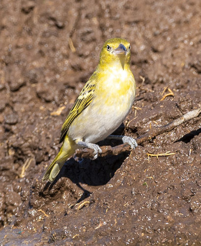 Lesser Masked Weaver