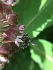 Megachile texana