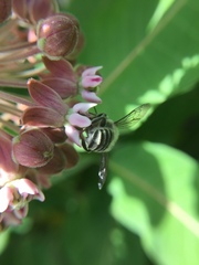 Megachile texana