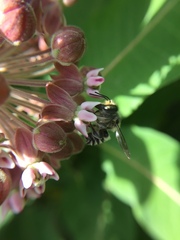 Megachile texana