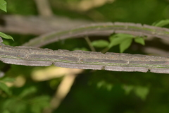 Euonymus alatus