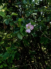 Rosa subcanina