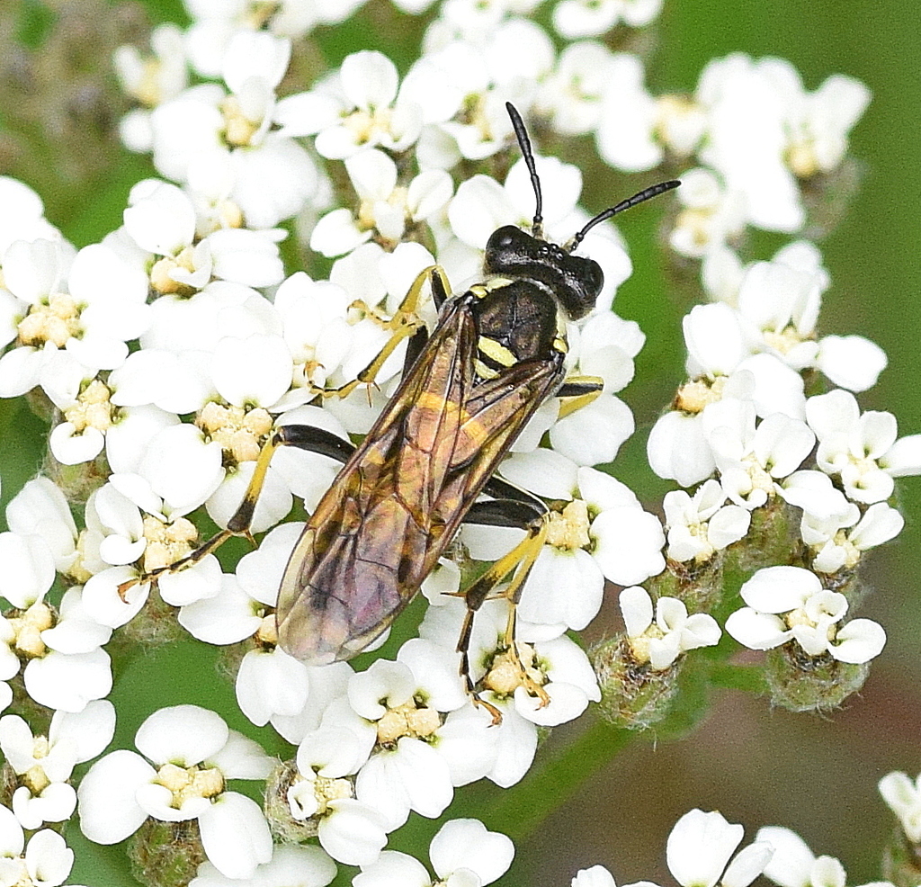 Broadbar Clover Sawfly