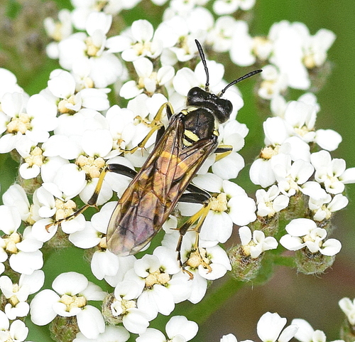 Broadbar Clover Sawfly