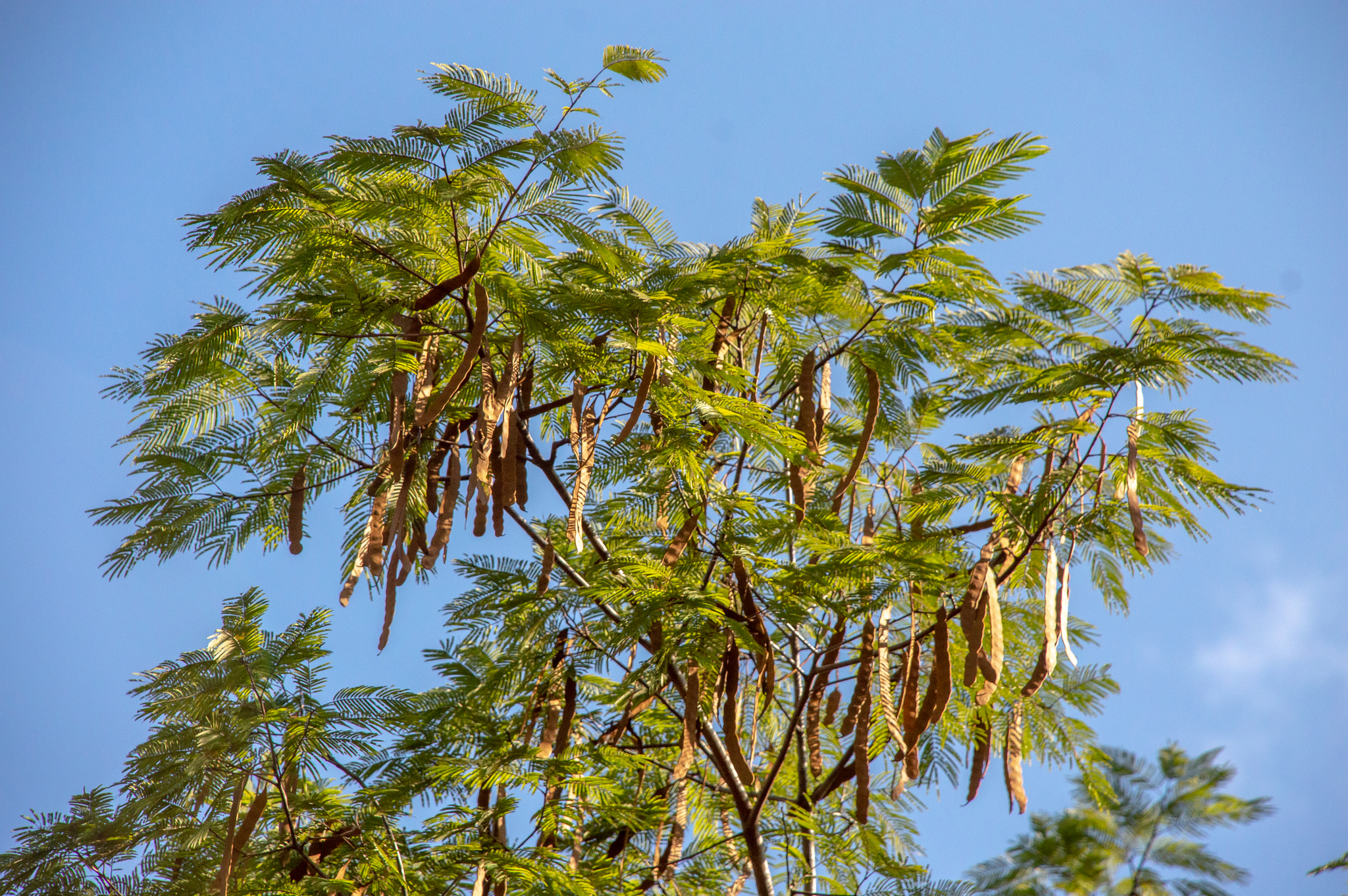 Anadenanthera peregrina  iNaturalist