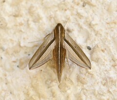 Theretra silhetensis