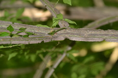 Euonymus alatus