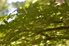 Euonymus alatus