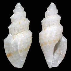 Eucithara