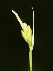 Carex leptalea leptalea