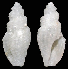 Eucithara