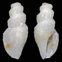 Eucithara