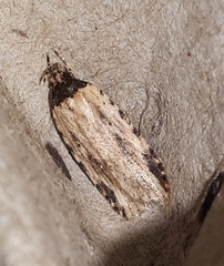 Agonopterix atrodorsella