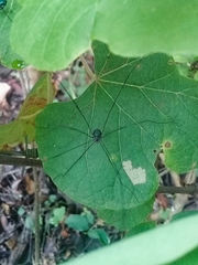 Leiobunum viridorsum