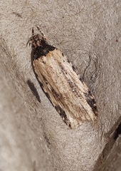 Agonopterix atrodorsella
