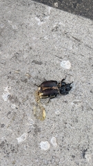 Lucanus cervus