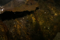 Fontigens nickliniana