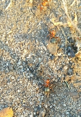 Formica rufibarbis