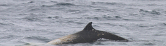 Ziphius cavirostris