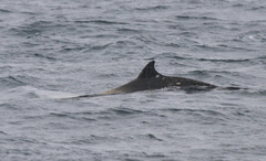 Ziphius cavirostris