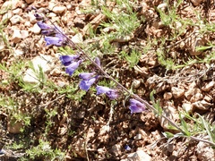 Penstemon linarioides