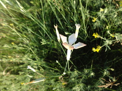 Dianthus lanceolatus