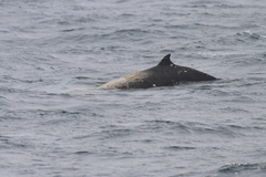 Ziphius cavirostris