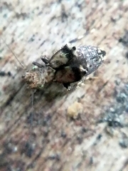 Pteroxanium kelloggi