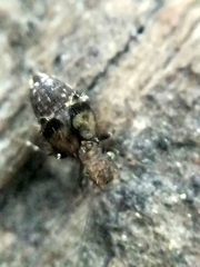 Pteroxanium kelloggi