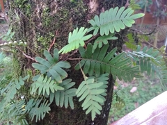 Image of Polypodium polypodioides