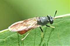 Hermetia relicta