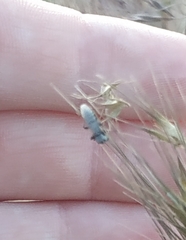 Heteroptera