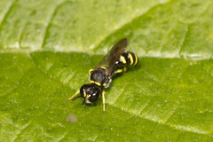 Ectemnius lapidarius