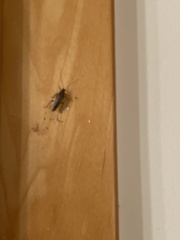 Ectobius vittiventris