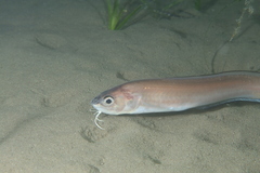 Roche's Snake Blenny photo 2