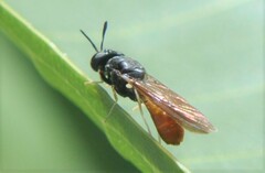 Hermetia relicta
