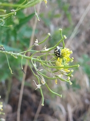 Eurydema oleracea