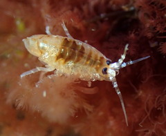 Gammarellus angulosus