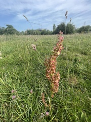 Rumex